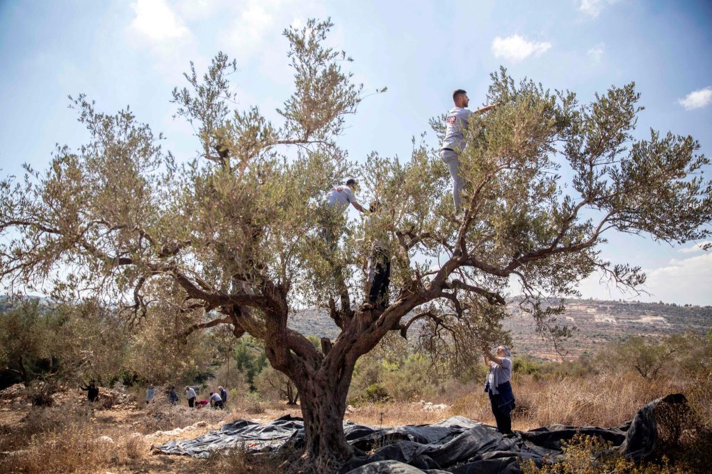 Palestinian Olive Oil